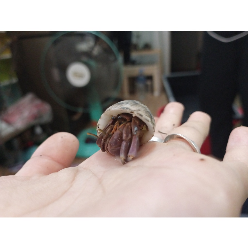 Brevimanus vỏ ốc biển indo cực đẹp size baby màu ngẫu nhiên