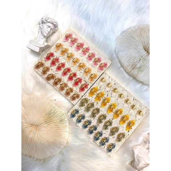 Hoa bột cúc nghiêng xoáy.