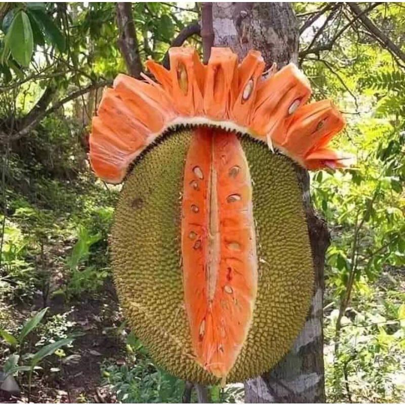 Giống Mít ruột đỏ Indonesia siêu sớm