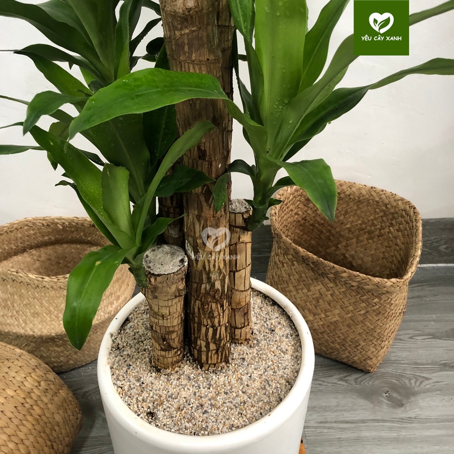 Cây Thiết Mộc Lan 5 Nhánh đại diện cho ngũ hành