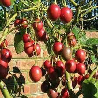 #Hạt_Giống_Cà_Chua_Thân_Gỗ F1 ( Mua 3 gói tặng 1 gói )