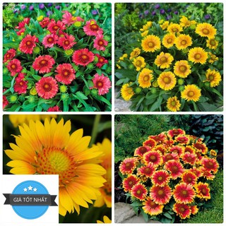 50 hạt giống hoa cúc công chúa arista 30cm