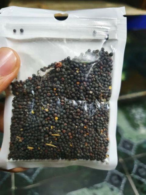 HẠT GIỐNG THỦY SINH CỎ TRÁI TIM 10G
