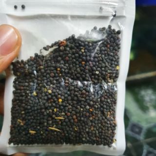 HẠT GIỐNG THỦY SINH SỐ 6 CỎ TRÁI TIM 10G