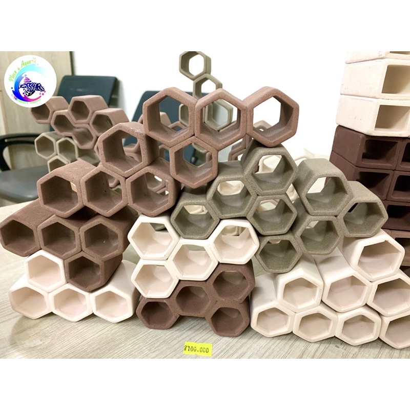 Hang Pleco “HANG 4 LỖ - 80k”