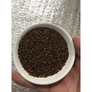 Hạt Giống Hoa bắp cải 20 Hạt/ Gói