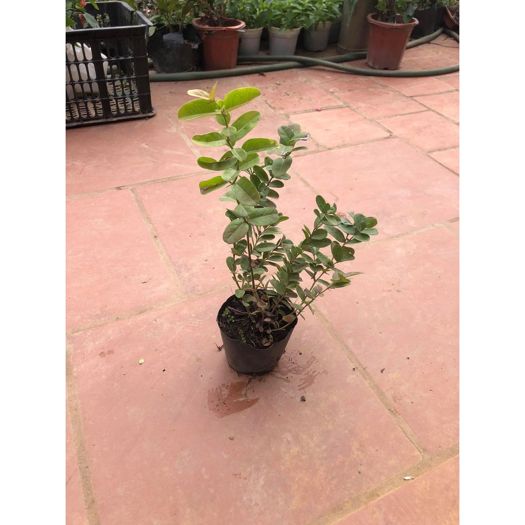 Cây siro cao 50cm - THẾ GIỚI HOA CÂY CẢNH - .