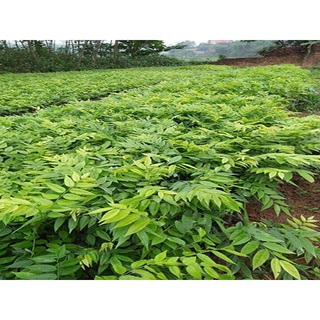 Hạt giống cây Sưa Đỏ (Huỳnh Đàn, Trắc Thối ) KNS - Gói 20 hạt