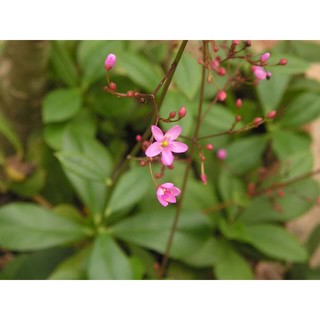 Hạt giống sâm đất/thổ nhân sâm tự thu hoạch