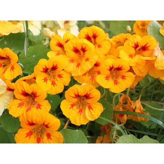 hạt giống hoa Sen cạn f1