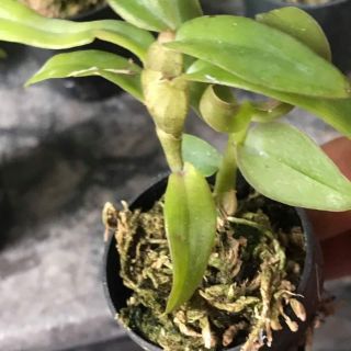 Phi điệp mắt đỏ