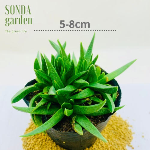 Sen đá cỏ ngọc SONDA GARDEN size bé 5-8cm, xuất xứ Đà Lạt, khoẻ đẹp, lỗi 1 đổi 1