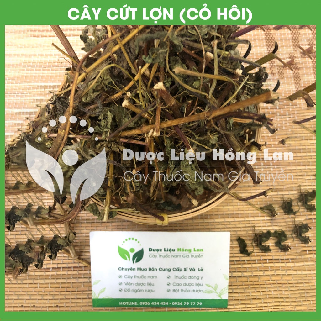 CÂY CỨT LỢN (CỎ HÔI) khô đóng gói 1kg - congtyduoclieuhonglan