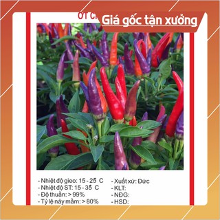 Hạt Giống Ớt Chỉ Thiên Nhiều Màu 30 Hạt Hạt giống