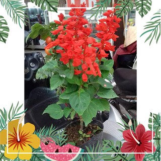 Hạt giống hoa xác pháo đỏ - 50 hạt f1
