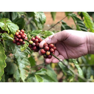 Cà phê rang xay nguyên chất Robusta 500g - Rang medium light - Everything Store Coffee
