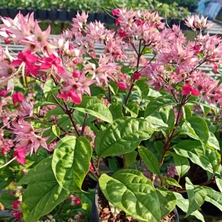 Cây hoa Ngọc nữ đỏ siêu hoa