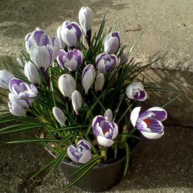 Củ hoa nghệ tây Crocus