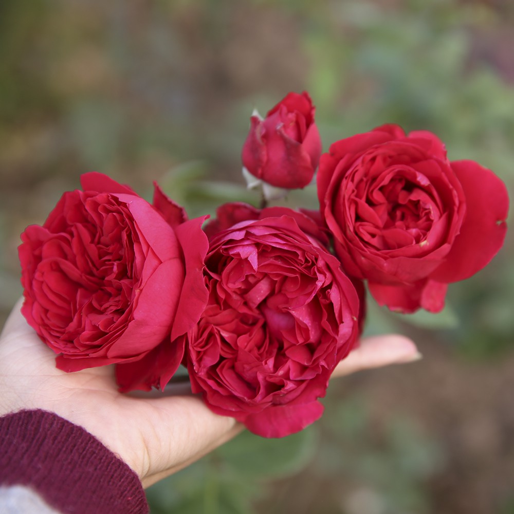 Cây giống Hồng LEO red eden - giống hồng ngoại siêng hoa, mùi hoa cực thơm size chậu C9 - Ut Nho