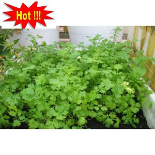 Hạt giống ngò rí (rau mùi) 20g