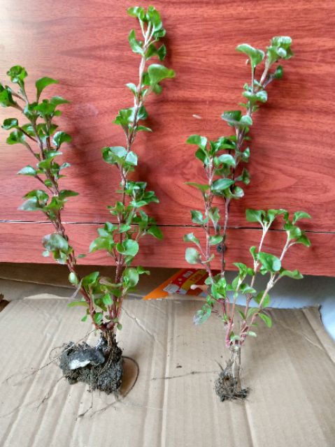 Rau dền Nhật _2 cây