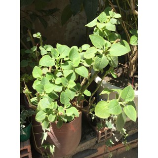 Cây tần dày lá (húng chanh)