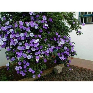 hoa nhài Nhật(cây giống )