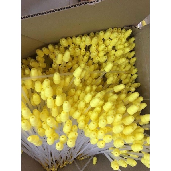 que phối nông đầu nhỏ