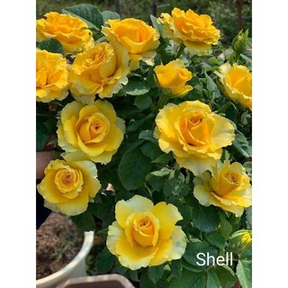 Hồng Shell, lafont, black rễ Trần siêu hot nhất