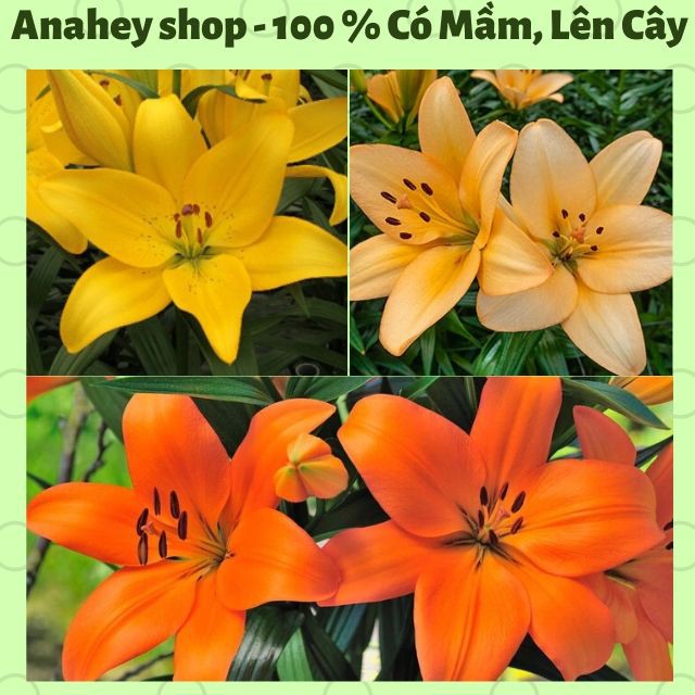 COMBO 20 CỦ LY CÁC MÀU trồng Tết nở hoa