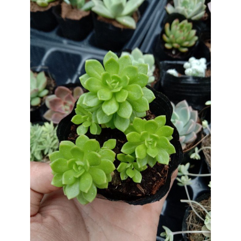 MỘT CHIẾC SEN ĐÁ SEDUM HOA HỒNG XANH size mini 8x8 cm đã thuần khí hậu sức sống cao đẹp