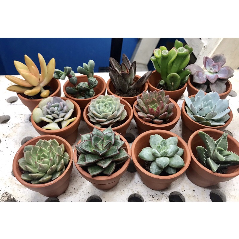 Chậu cây sen đá mini size 3-5cm được chọn cây