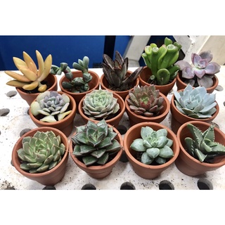 Chậu cây sen đá mini size 3-5cm được chọn cây