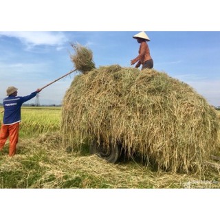 Rơm khô tự nhiên