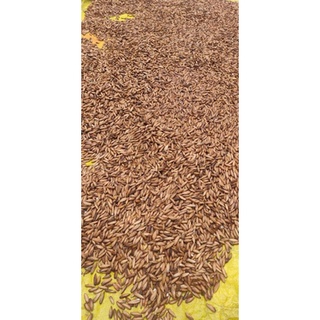 Nguyên Liệu Làm Bánh Mứt Hạt Bàng Côn Đảo