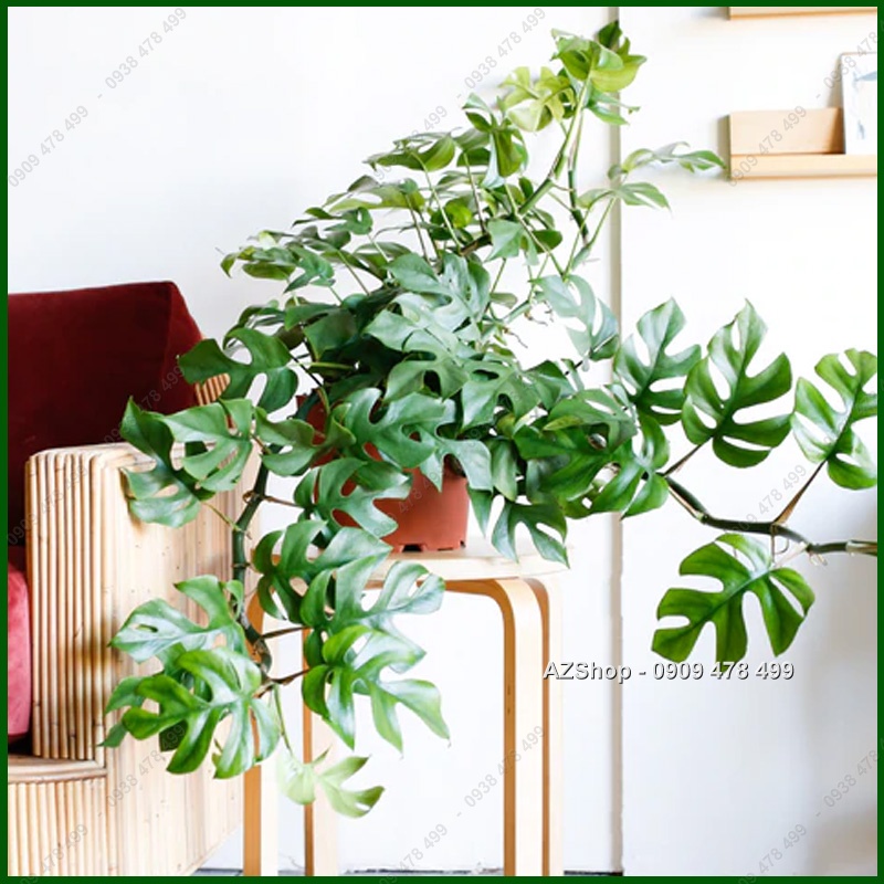 Cây Trầu Bà Lá Xẻ Thân Leo Monstera Mini - Kiểng Lá Trang Trí