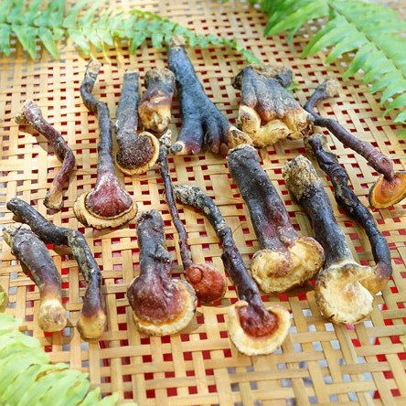 250G NẤM LIM XANH MỘC SƠN( HÀNG RỪNG)