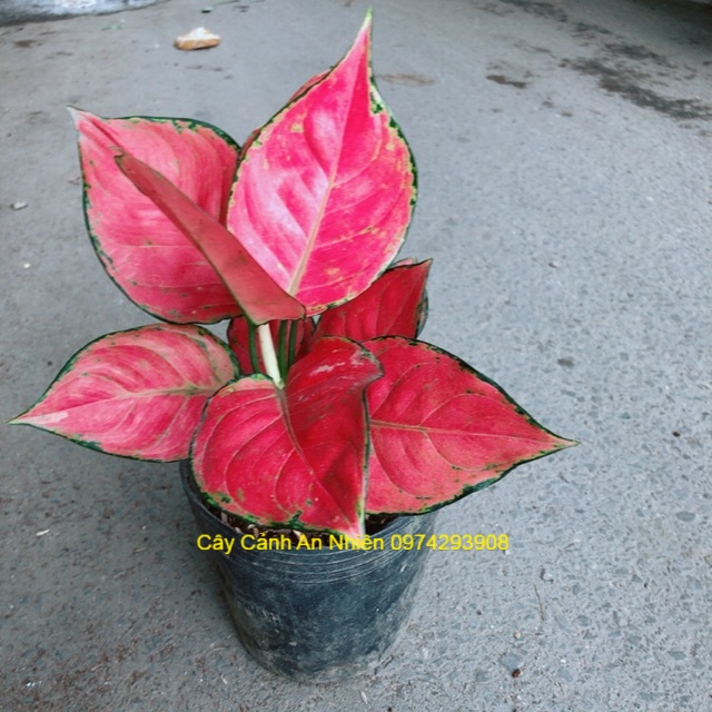 Vạn Lộc Đỏ