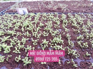 COMBO  HẠT GIỐNG TÙY CHỌN