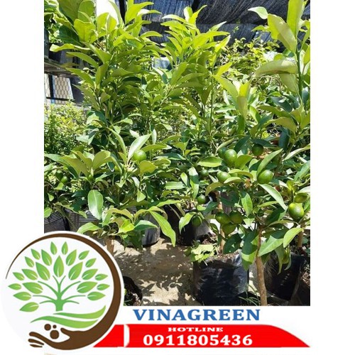 cây giống quất ngọt