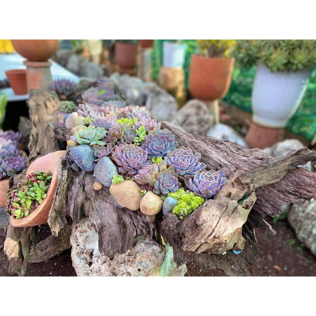 Sen đá liên đài hồng SEN ĐÁ PHƯƠNG ANH size bầu 6-8cm, cây cảnh để bàn, lỗi 1 đổi 1