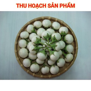 Hạt Giống Cà Pháo F1 - 5gr