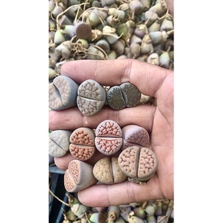 Sen mông,lithops,thạch lan size 2cm