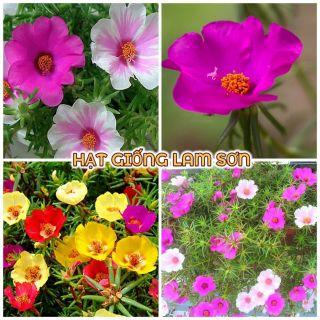 HẠT GIỐNG HOA MƯỜI GIỜ MỸ CÁNH ĐƠN ( HOA SAM MỸ ) - Đủ Màu, Siêu Đẹp, Trồng Quanh Năm.