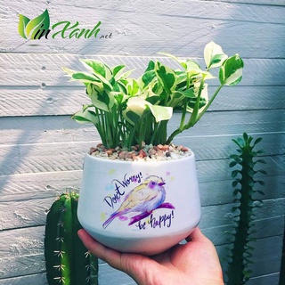 Chậu để bàn đường kính 6cm 9cm 12cm