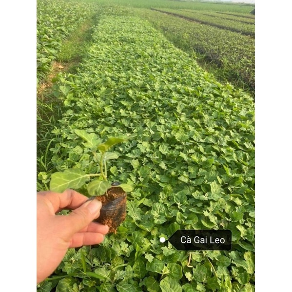 CÂY CÁT SÂM ( CÂY SÂM NAM , CỦ TÀ LỆCH )