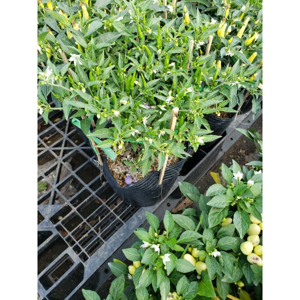 Cây Ớt Cảnh