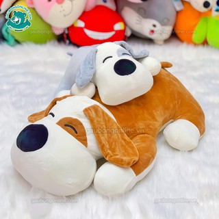 Chó Bông Mắt Đốm