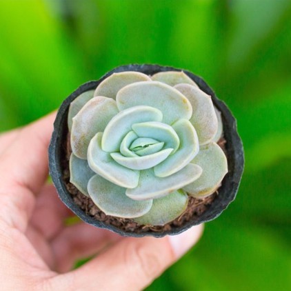 Sen đá bèo tím 5-7cm - Vườn sen đá