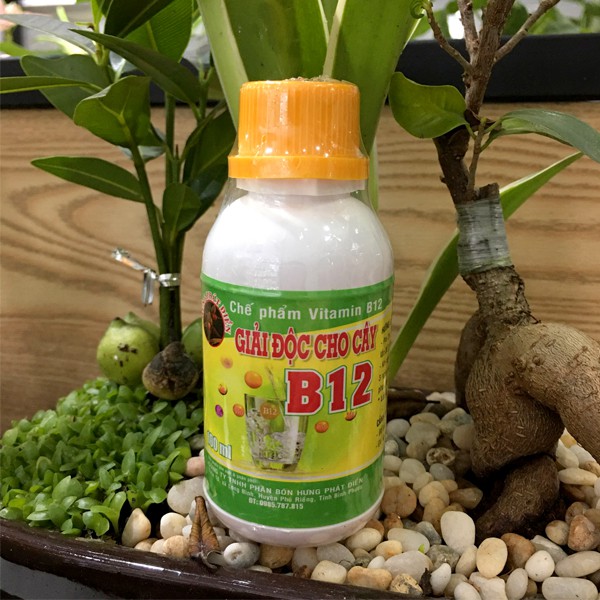 Chế phẩm Vitamin B12 chống sốc, giải độc cho cây - Chai 100 ml